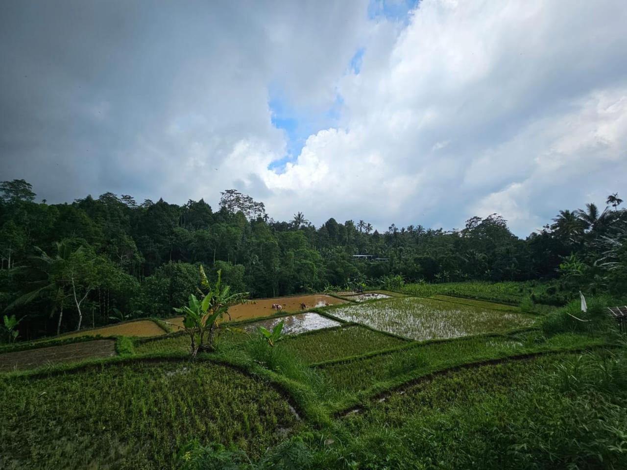 Avocado Homestay Tetebatu Extérieur photo