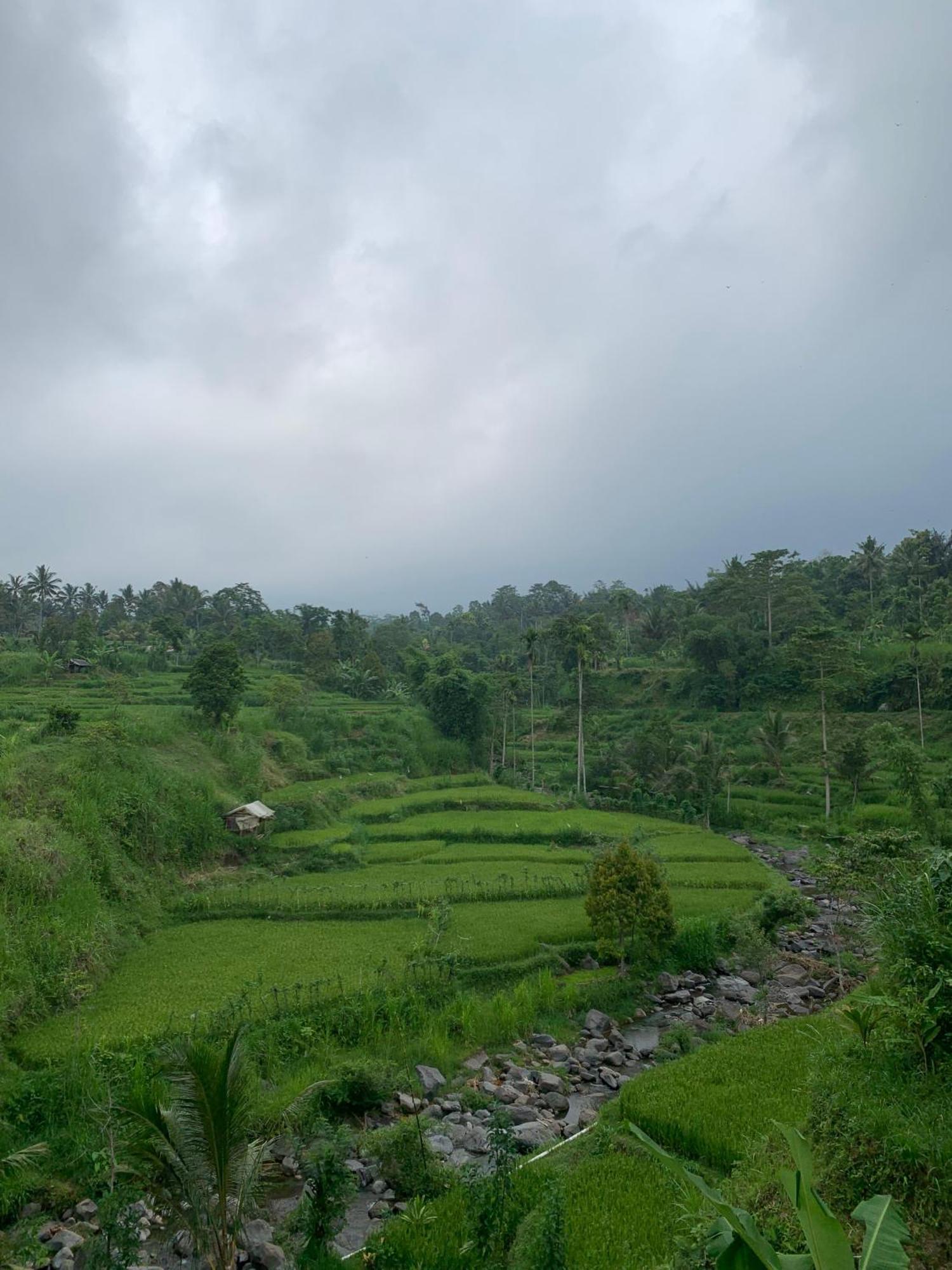 Avocado Homestay Tetebatu Extérieur photo