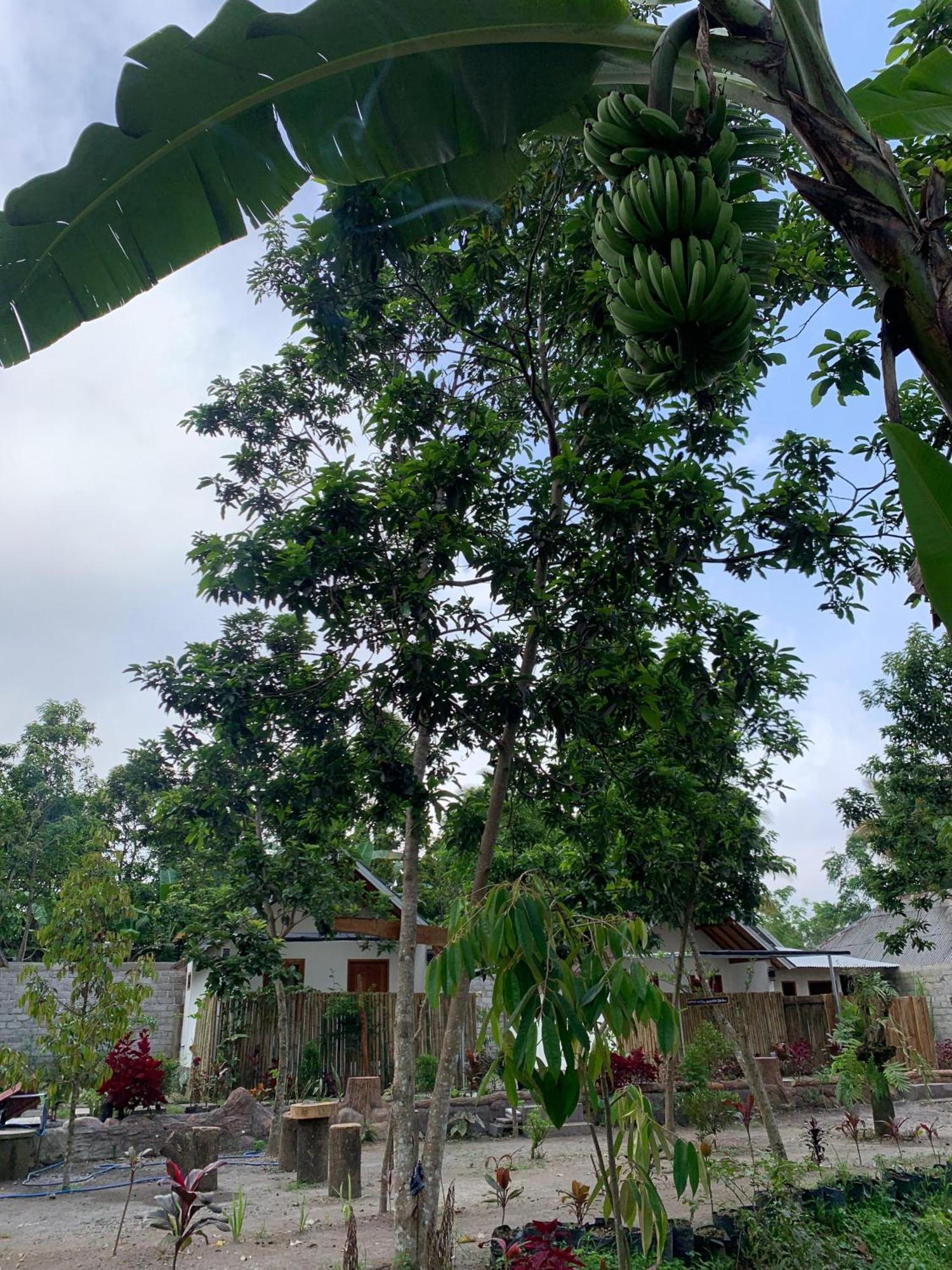 Avocado Homestay Tetebatu Extérieur photo