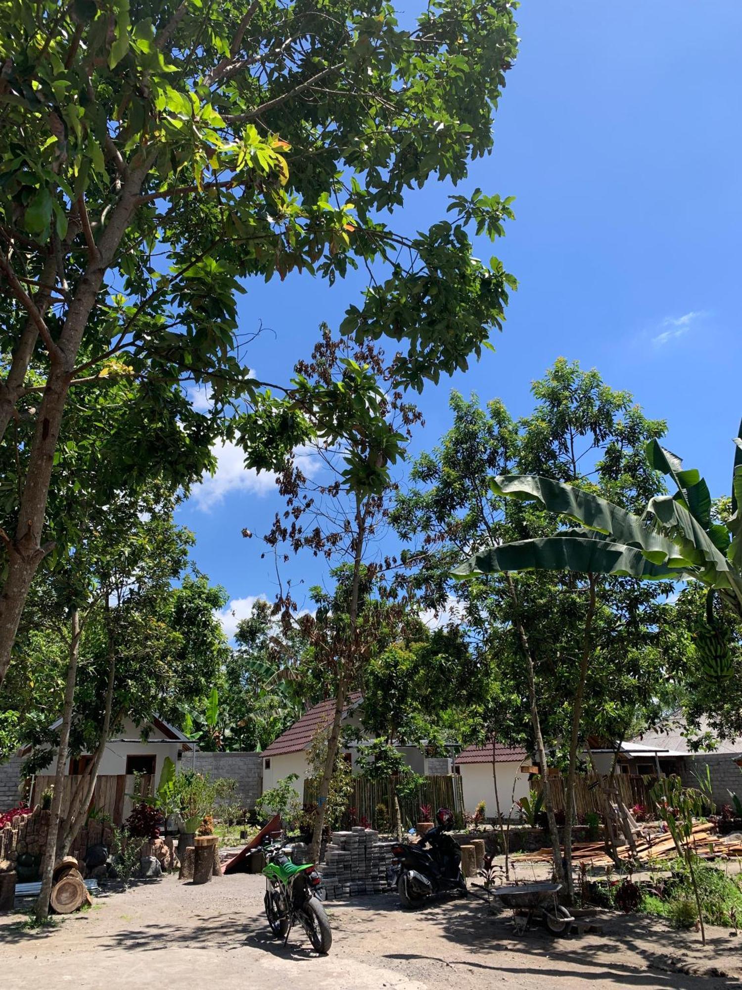 Avocado Homestay Tetebatu Extérieur photo